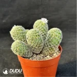 Cactus-Giselle Clustering - Image 3