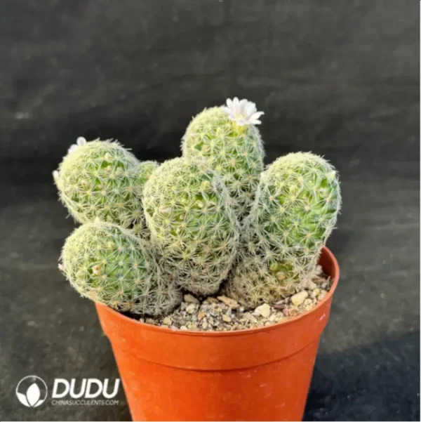 1756114882-3-536.webp Cactus-Giselle Clustering - Image 3