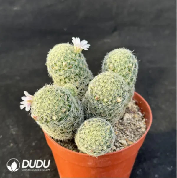 1756114883-4-351.webp Cactus-Giselle Clustering - Image 4