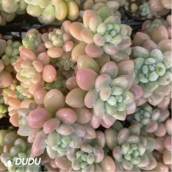 1756114886-1-3099.webp Graptopetalum Daphne Clustering - Image 1