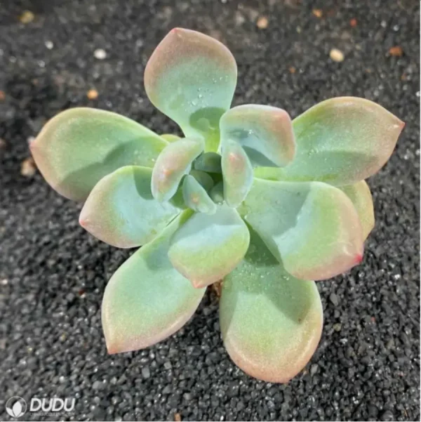 1756114887-1-3096.webp Graptoveria Opalina - Image 1