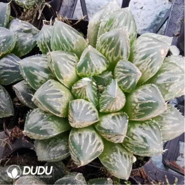 1756114889-1-3071.webp Haworthia hybrid Mirrorball - Image 1