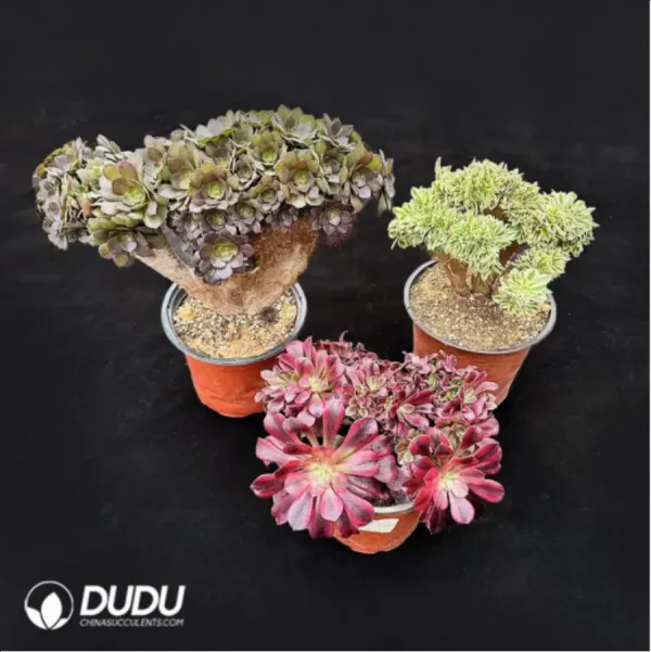 1756114892-1-3068.webp Aeonium 3PCS Collocation -12 - Image 1