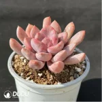 Echeveria'Cupid' - Image 2