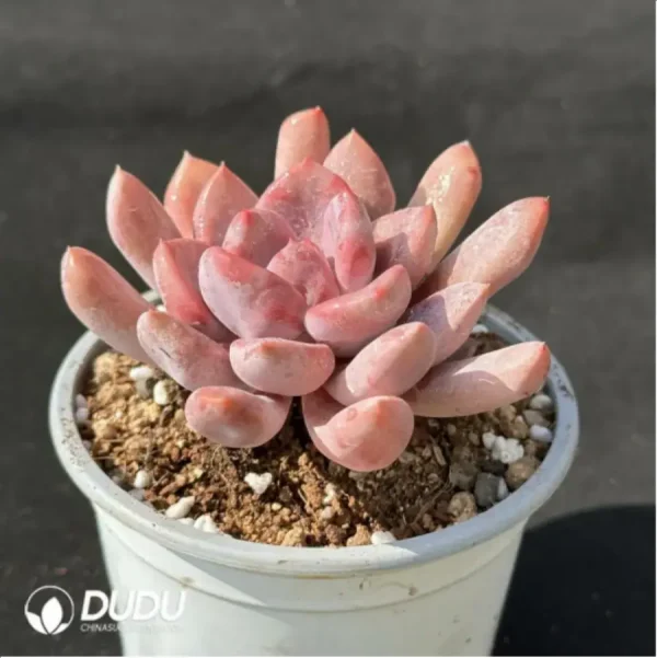 Echeveria'Cupid' - Image 2