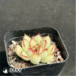 Echeveria pulidonis - Image 2