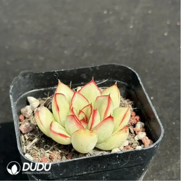 Echeveria pulidonis - Image 2