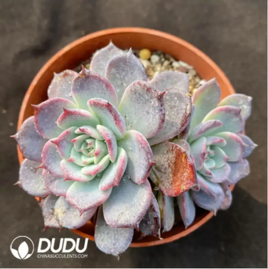 1756114895-1-840.webp Echeveria Laulensis - Image 1