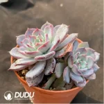 Echeveria Laulensis - Image 2