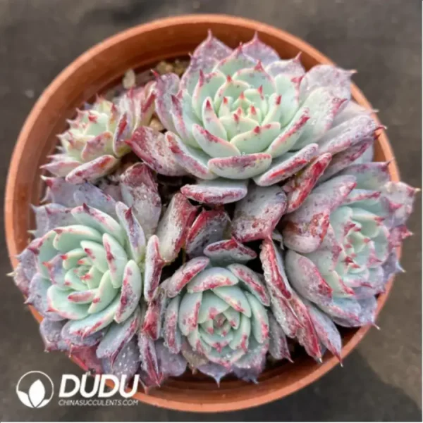 Echeveria Laulensis - Image 1