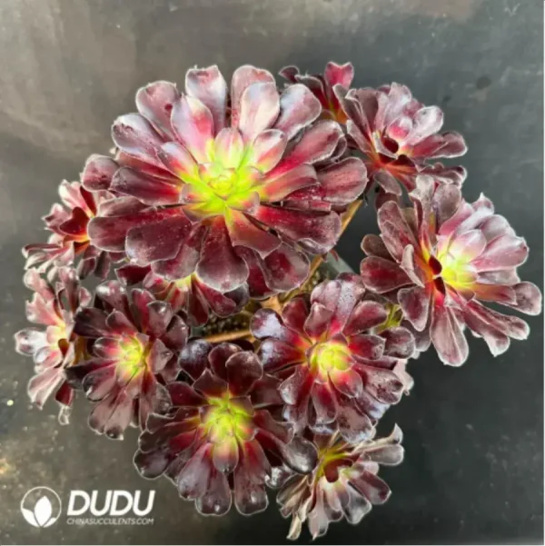 Aeonium Caput-Medusae Middle Variegated Cluster - Image 1