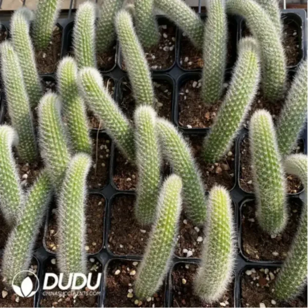 1756114902-1-2976.webp Cactus-winteri subsp. colademono - Image 1