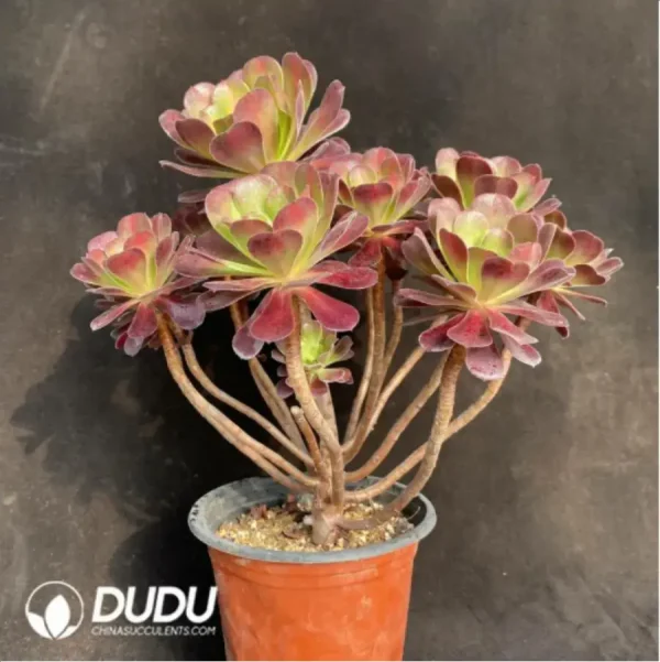 Aeonium Caput-Medusae Middle Variegated Cluster - Image 4