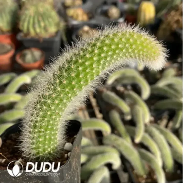 1756114903-2-1985.webp Cactus-winteri subsp. colademono - Image 2