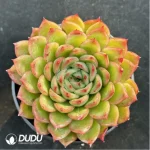 Echeveria Ice Age