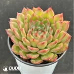 Echeveria Ice Age - Image 2