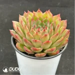 Echeveria Ice Age - Image 3