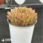 Echeveria Ice Age - Image 4