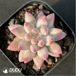 Echeveria Ponyo