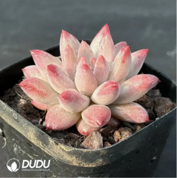 Echeveria Ponyo - Image 2