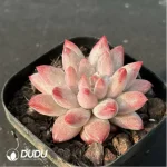 Echeveria Ponyo - Image 3