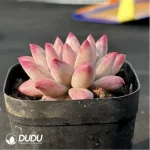 Echeveria Ponyo - Image 4