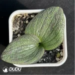 Hyacinthaceae Massonia pustulata