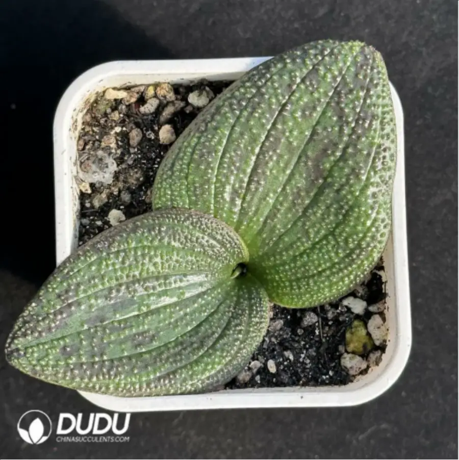 1756114936-1-2892.webp Hyacinthaceae Massonia pustulata - Image 1