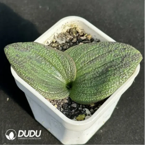 Hyacinthaceae Massonia pustulata - Image 2