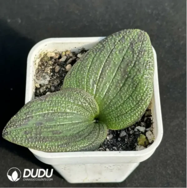 Hyacinthaceae Massonia pustulata - Image 3