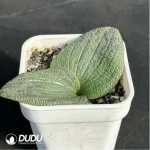 Hyacinthaceae Massonia pustulata - Image 4