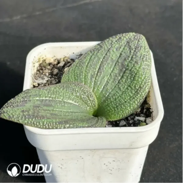 Hyacinthaceae Massonia pustulata - Image 4