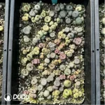 Conophytum-Mixed