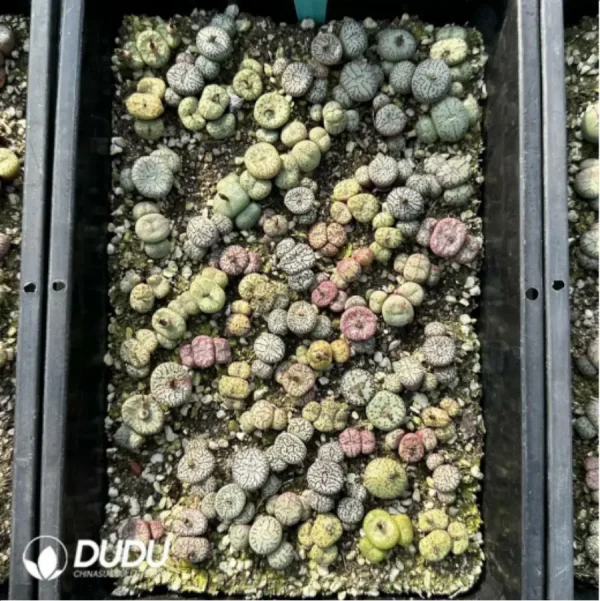 1756114941-1-2887.webp Conophytum-Mixed - Image 1