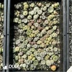 Conophytum-Mixed - Image 2