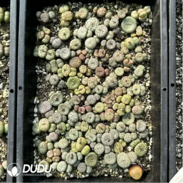 1756114942-2-1908.webp Conophytum-Mixed - Image 2