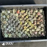 Conophytum-Mixed - Image 3