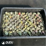 Conophytum-Mixed - Image 4