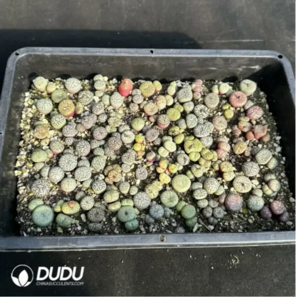 1756114943-4-337.webp Conophytum-Mixed - Image 4