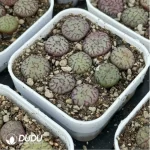 Conophytum-minimum 9PCS Collocation