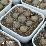 Conophytum-minimum 9PCS Collocation - Image 2