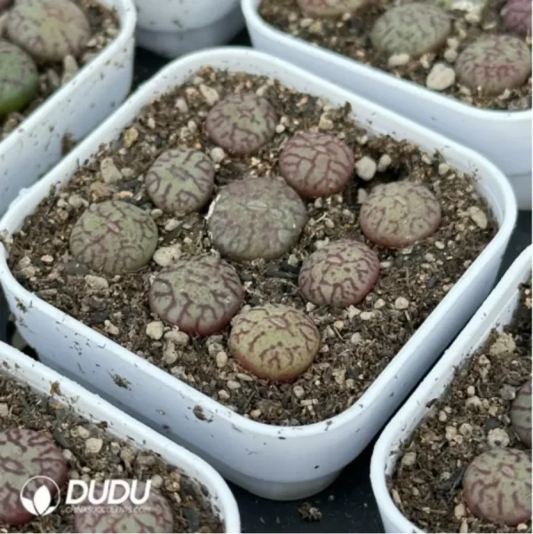 Conophytum-minimum 9PCS Collocation - Image 2