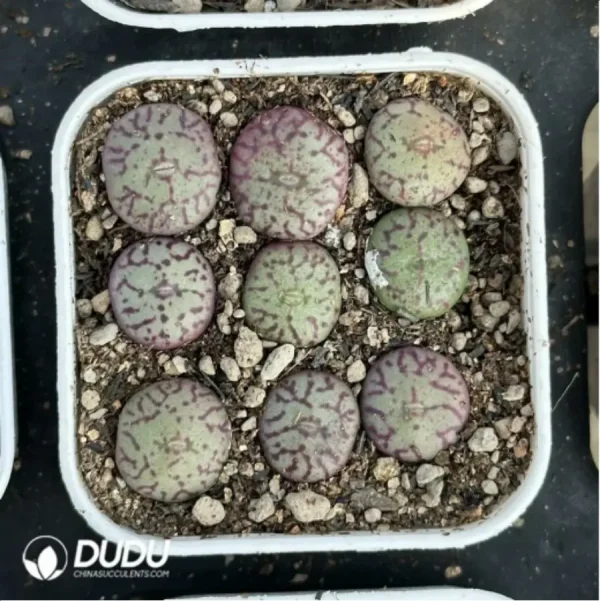 Conophytum-minimum 9PCS Collocation - Image 3
