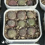 Conophytum-minimum 9PCS Collocation - Image 4