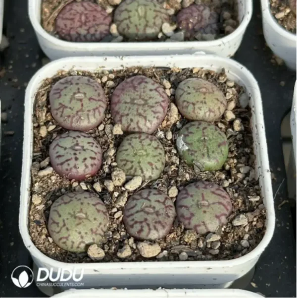 Conophytum-minimum 9PCS Collocation - Image 4