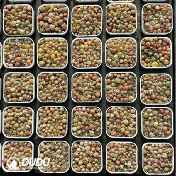 1756114954-1-2871.webp Conophytum-Chaomao - Image 1