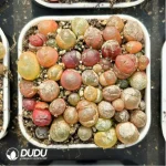 Conophytum-Chaomao - Image 2