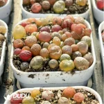 Conophytum-Chaomao - Image 4