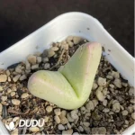 Conophytum-herreanthus ssp.rex