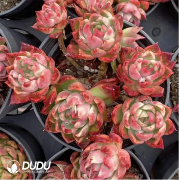 Agavoides var. prolifera E.Walther Clustering - Image 1